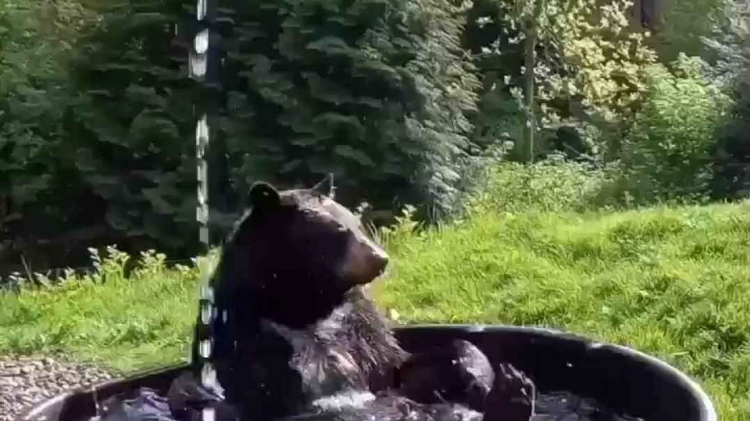 bear having a good time