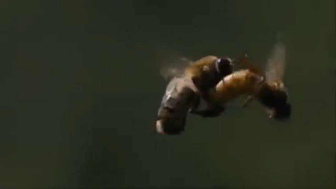 ⁣drone & queen mating