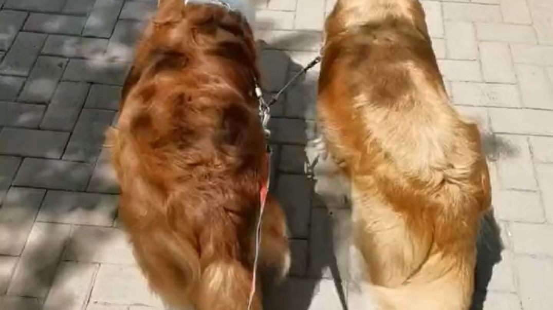 dogs in sync