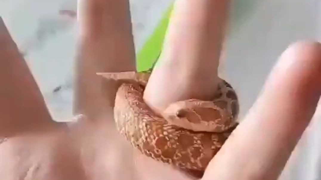 snake ring