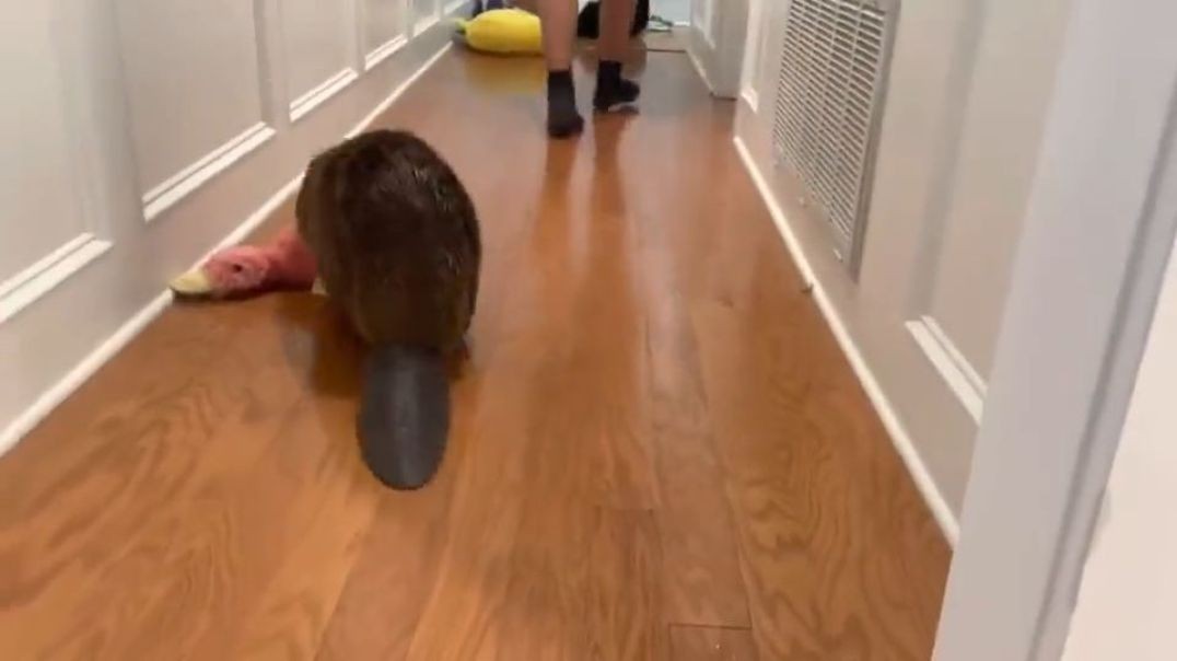 ⁣rescued beaver builds dam